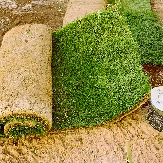 النجيلة الطبيعي